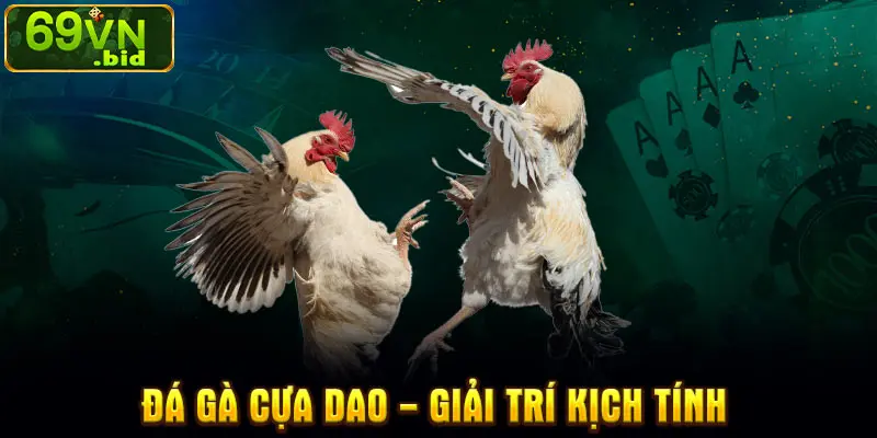 Đá gà Cựa Dao - giải trí kịch tính