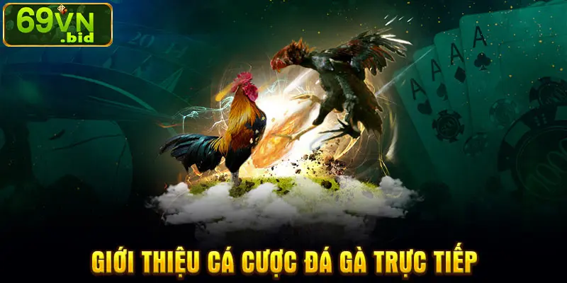 Giới thiệu cá cược đá gà trực tiếp